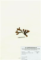 藏品(旋葉藻)的圖片